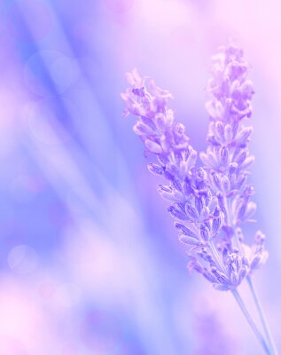 Lavendel Blume