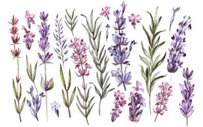 Lavendel Gravur von Blumen und Blättern