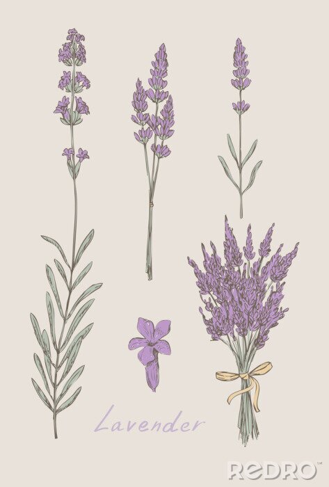 Bild Lavendel Hand gezeichnet Set Vektor