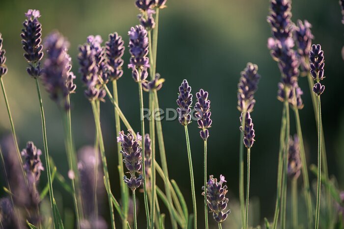 Bild Lavendel, Nahaufnahme von frischem Lavendelfeld