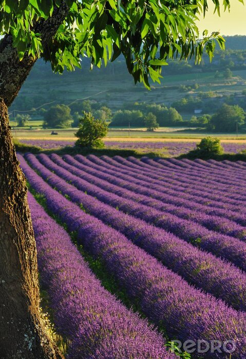 Bild Lavendel und Baum mit grünen Blättern