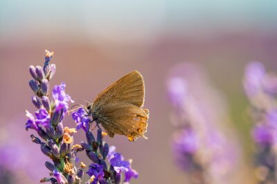 Lavendel und brauner Schmetterling