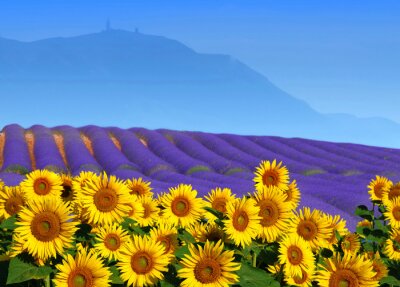 Bild Lavendel und Sonnenblumen auf dem Feld