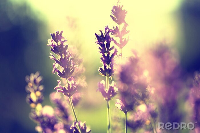 Bild Lavendel und Sonnenuntergang