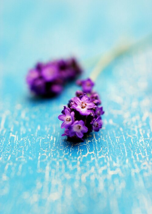 Bild Lavendelblüten auf den Brettern
