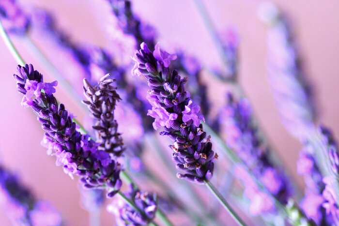 Bild Lavendelblüten in Nahaufnahme