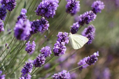 Bild Lavendelblüten und weißer Schmetterling