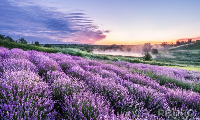 Bild Lavendelfeld am Morgen