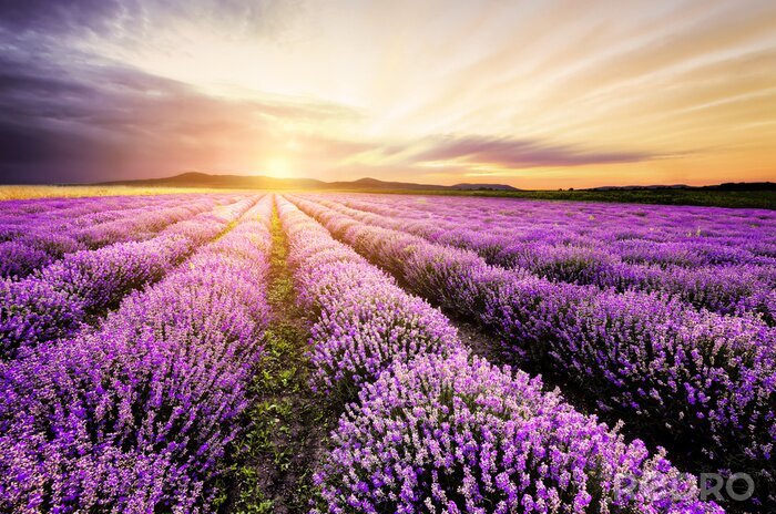 Bild Lavendelfeld bei Sonnenuntergang