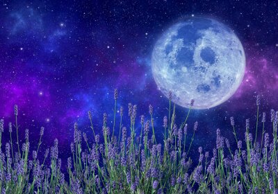 Lavendelfeld im Mondschein