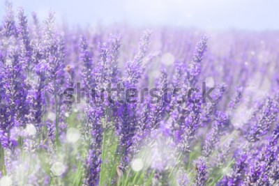 Bild Lavendelfeld im Sommer