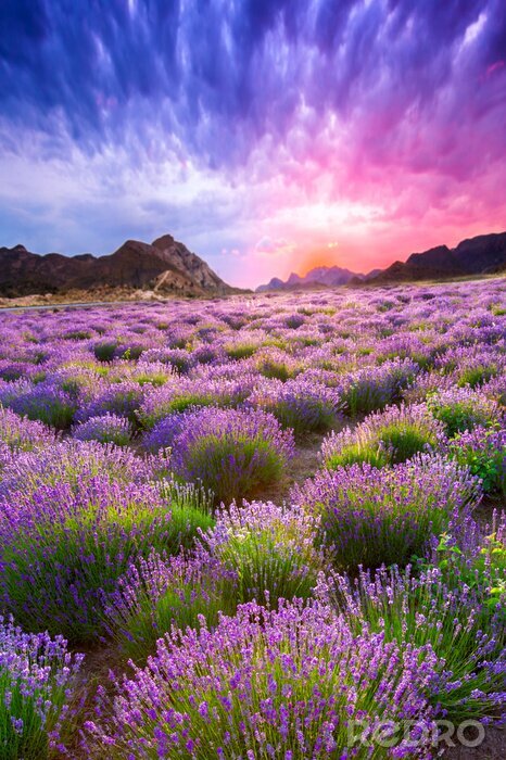 Bild Lavendelfeld in den Bergen