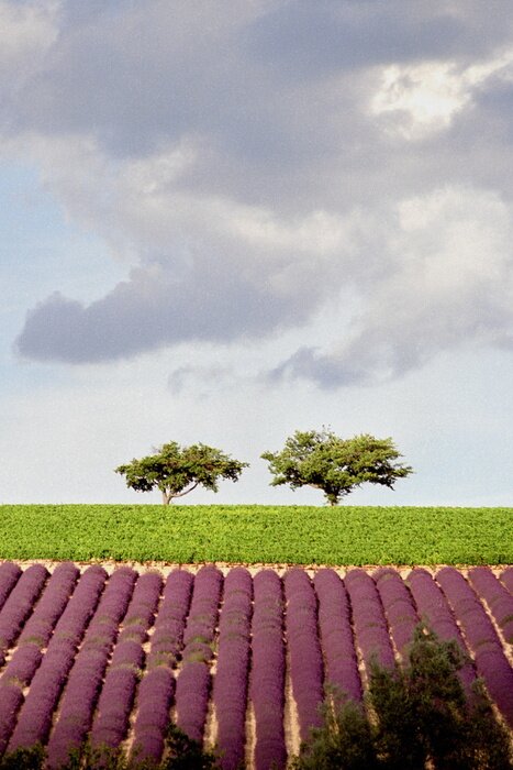 Bild Lavendelfeld inmitten der Natur