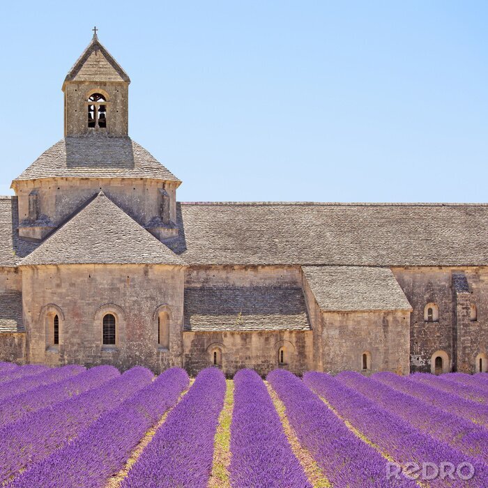 Bild Lavendelfeld neben dem Kloster