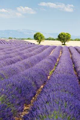 Bild Lavendelfeld, Plateau de Valensole, Provence, Frankreich