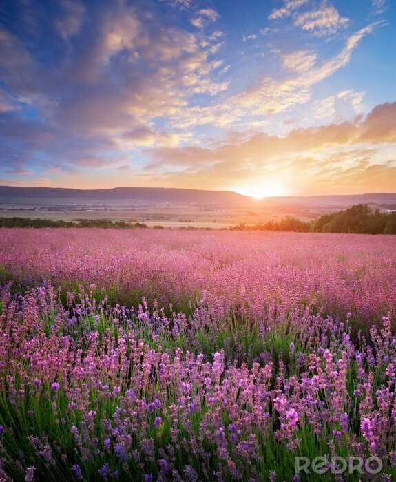 Bild Lavendelfeld Sommerlandschaft