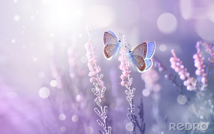 Bild Lavendelfeld und Schmetterlinge in einem magischen Glanz