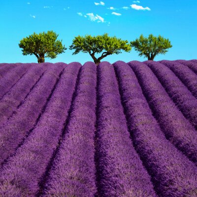 Bild Lavendelfelder im Hintergrund der Bäume