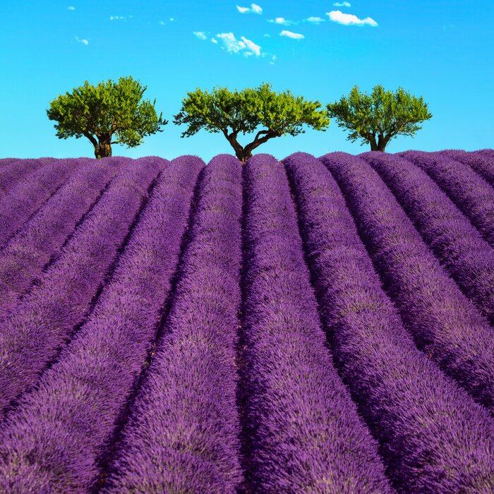 Bild Lavendelfelder im Hintergrund der Bäume