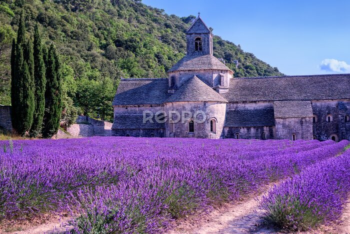 Bild Lavendelfelder im Kloster Senanque, Provence, Frankreich