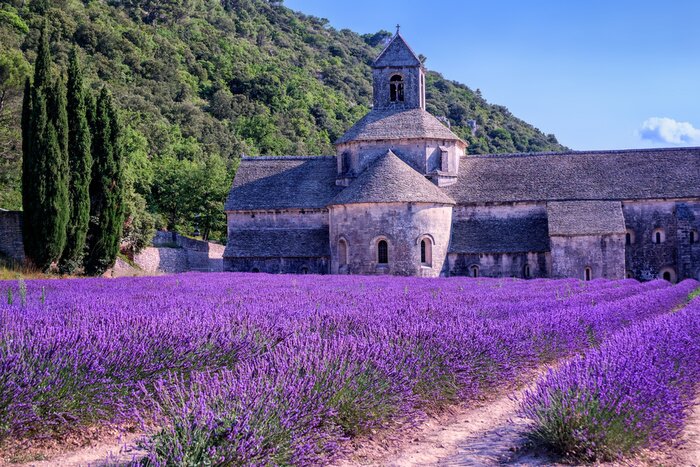 Bild Lavendelfelder im Kloster Senanque, Provence, Frankreich