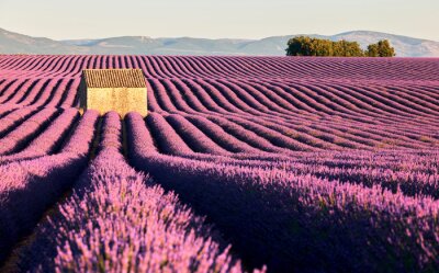 Bild Lavendelfelder in der Provence
