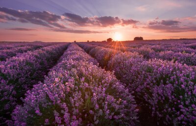 Bild Lavendelfelder. Schönes Bild von Lavendelfeld. Sommer Sonnenuntergang Landschaft, kontrastfarben. Dunkle Wolken, dramatischer Sonnenuntergang.