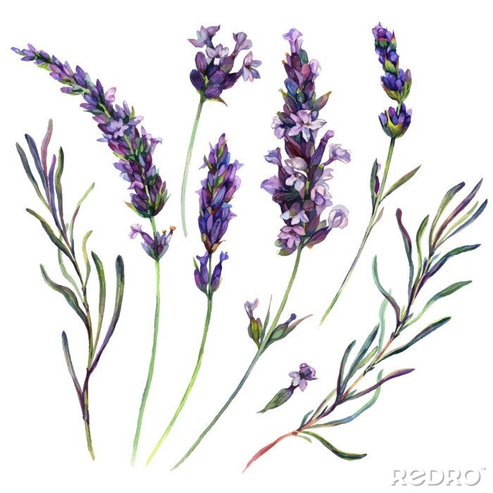 Bild Lavendelgravur in Farbe