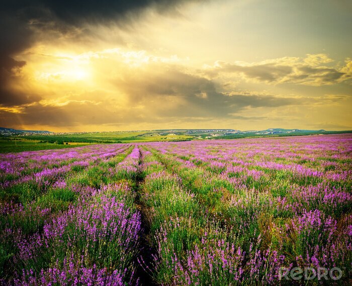Bild Lavendelwiese
