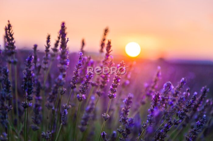 Bild Lavender flowers at sunset in Provence, France. Macro image, shallow depth of field
