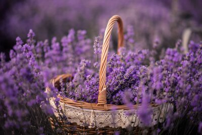 Bild lavender in a basket