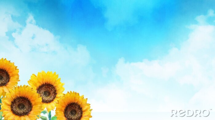 Bild Lebendige Sonnenblumen und Himmel mit Sommerwolken bedeckt