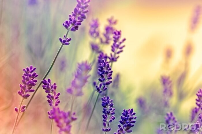Bild Leichte Nahaufnahme von Lavendel
