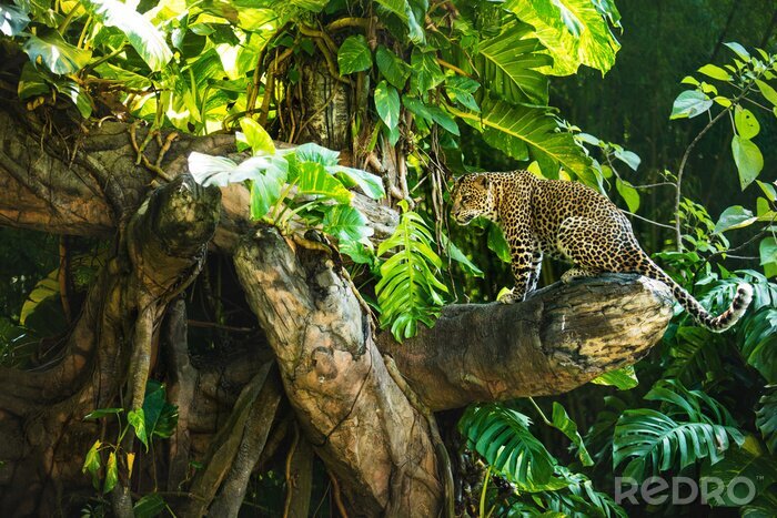 Bild Leopard auf dem Baum