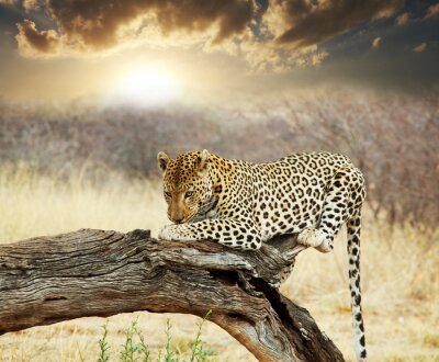 Bild Leopard auf einem umgestürzten Baum
