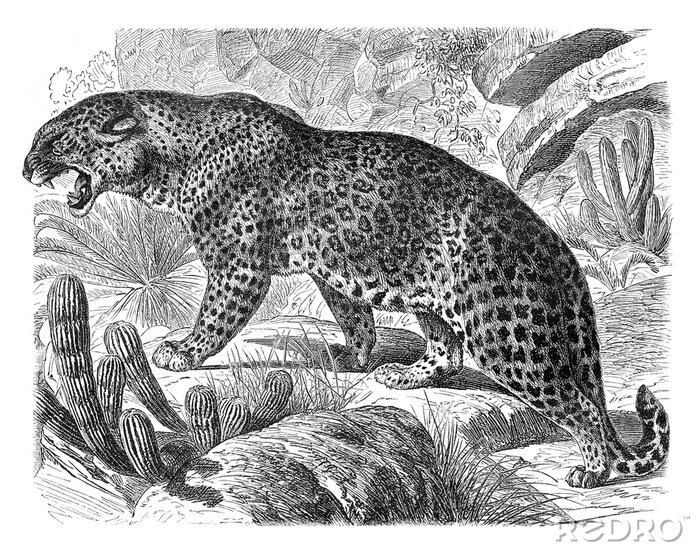 Bild Leopard (Felis Leopardus) / vintage illustration from Meyers Konversations-Lexikon 1897