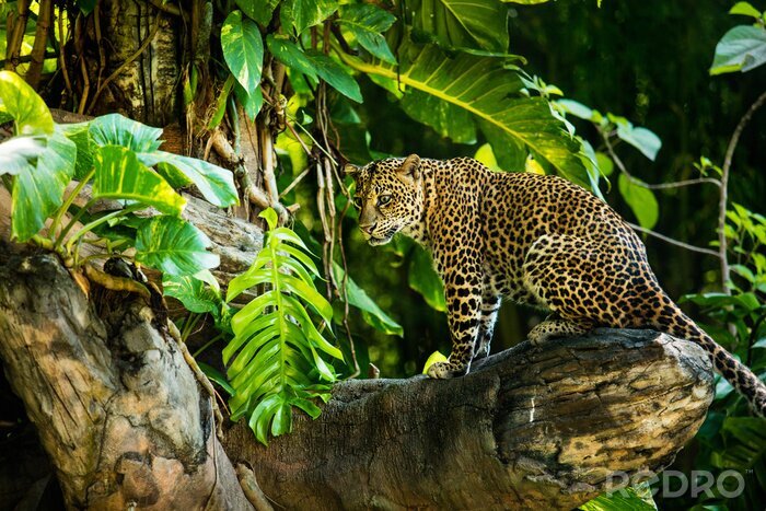 Bild Leopard im Dschungel