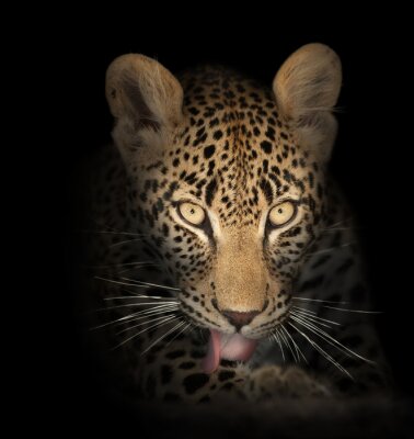 Bild Leopard in der Dunkelheit