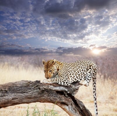Leopard vor dem Hintergrund zerstreuter Wolken