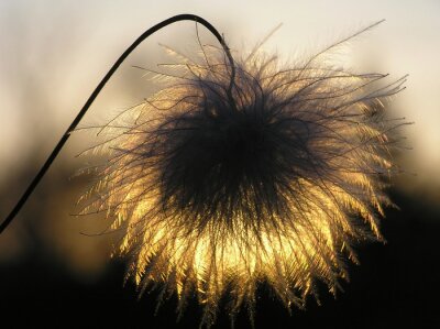 Bild Licht durch eine Pusteblume