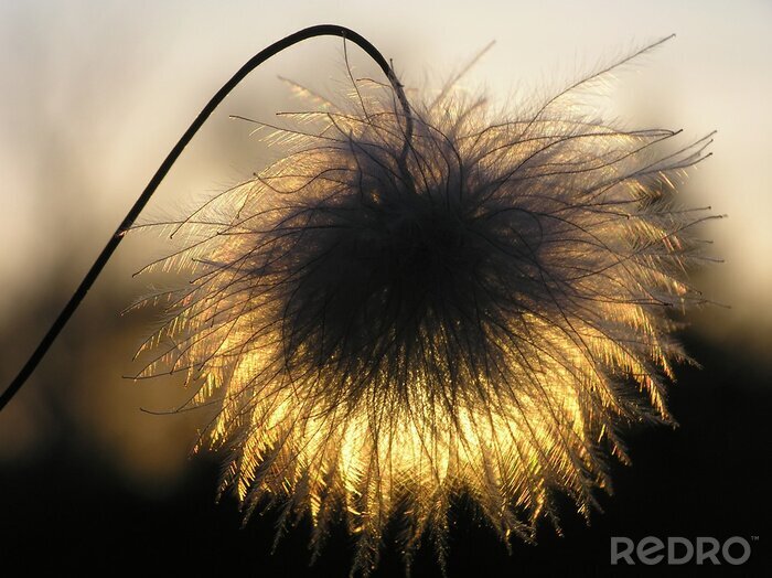 Bild Licht durch eine Pusteblume