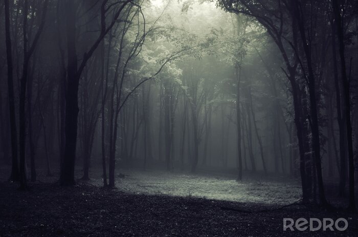 Bild Licht im Wald