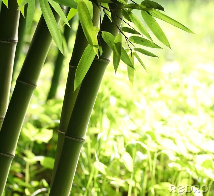 Bild Licht vor Bambushintergrund