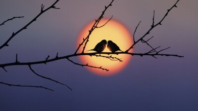 Bild Liebe zu Vögeln