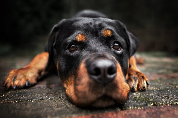 Bild Liegender Rottweiler