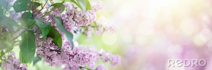 Bild Lila blühender Flieder vor unscharfem Hintergrund