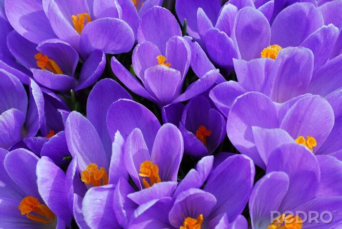 Bild Lila Blumen in Nahaufnahme