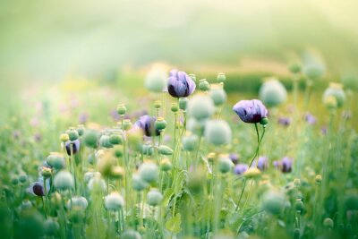 Bild Lilafarbene Mohnblumen auf dem Feld