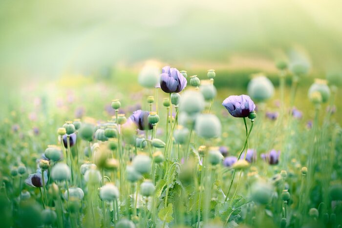 Bild Lilafarbene Mohnblumen auf dem Feld
