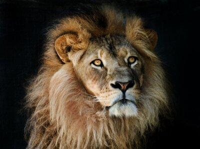 Löwe auf dunklem Hintergrund
